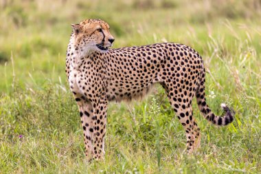 Cheetah Kruger National park