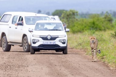 Cheetah Kruger National park