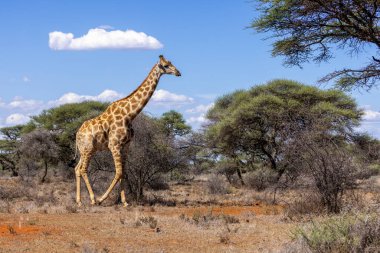 Mokala Ulusal Parkı 'nda Girafe