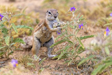 Karoo Milli Parkı 'ndaki yer sincabı.