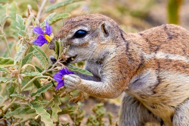 Karoo Milli Parkı 'ndaki yer sincabı.