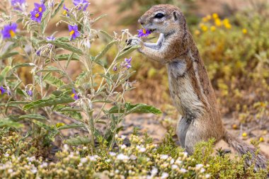 Karoo Milli Parkı 'ndaki yer sincabı.