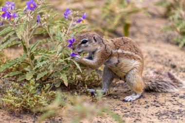Karoo Milli Parkı 'ndaki yer sincabı.