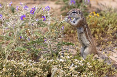Karoo Milli Parkı 'ndaki yer sincabı.