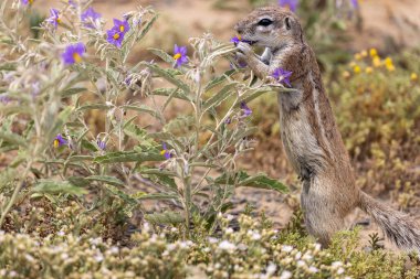 Karoo Milli Parkı 'ndaki yer sincabı.