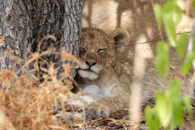 Namibya 'daki Etosha Ulusal Parkı' nda aslan.