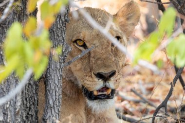 Namibya 'daki Etosha Ulusal Parkı' nda aslan.