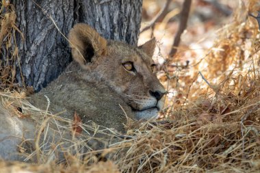 Namibya 'daki Etosha Ulusal Parkı' nda aslan.