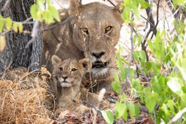 Namibya 'daki Etosha Ulusal Parkı' nda aslan.