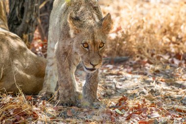 Namibya 'daki Etosha Ulusal Parkı' nda aslan.