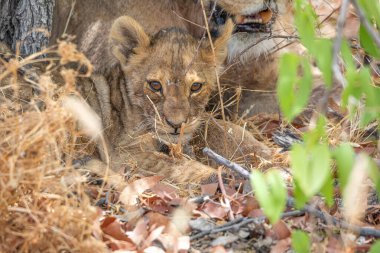 Namibya 'daki Etosha Ulusal Parkı' nda aslan.