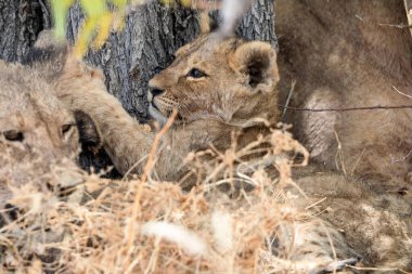 Namibya 'daki Etosha Ulusal Parkı' nda aslan.