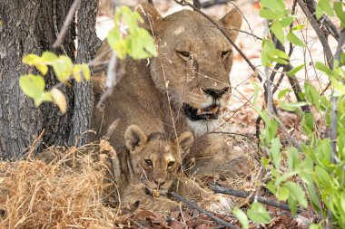 Namibya 'daki Etosha Ulusal Parkı' nda aslan.