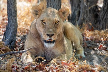 Namibya 'daki Etosha Ulusal Parkı' nda aslan.