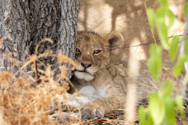 Namibya 'daki Etosha Ulusal Parkı' nda aslan.