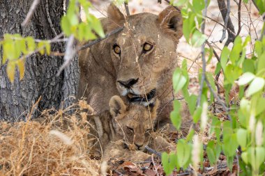 Namibya 'daki Etosha Ulusal Parkı' nda aslan.