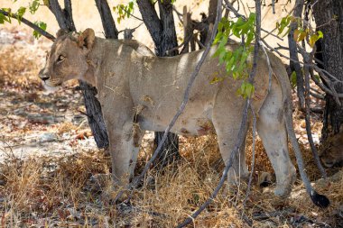 Namibya 'daki Etosha Ulusal Parkı' nda aslan.
