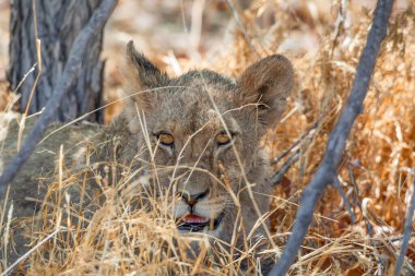 Namibya 'daki Etosha Ulusal Parkı' nda aslan.