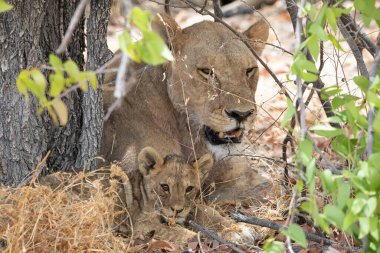 Namibya 'daki Etosha Ulusal Parkı' nda aslan.
