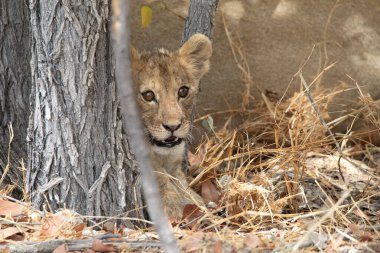 Namibya 'daki Etosha Ulusal Parkı' nda aslan.