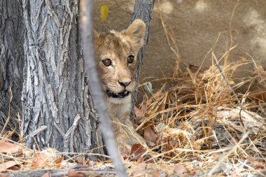 Namibya 'daki Etosha Ulusal Parkı' nda aslan.