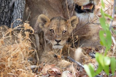 Namibya 'daki Etosha Ulusal Parkı' nda aslan.