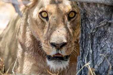 Namibya 'daki Etosha Ulusal Parkı' nda aslan.