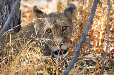 Namibya 'daki Etosha Ulusal Parkı' nda aslan.
