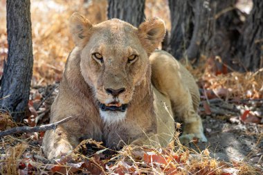 Namibya 'daki Etosha Ulusal Parkı' nda aslan.