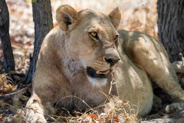 Namibya 'daki Etosha Ulusal Parkı' nda aslan.