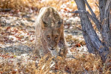 Namibya 'daki Etosha Ulusal Parkı' nda aslan.