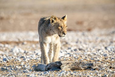 Aslan yavrusu Etosha Milli Parkı 'nda