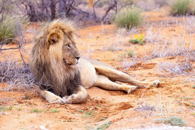 Kgalagadi Ulusal Parkı 'nda Aslan