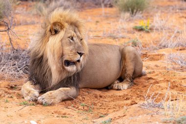 Kgalagadi Ulusal Parkı 'nda Aslan