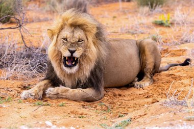 Güney Afrika 'daki Kruger Ulusal Parkı' nda bir aslan var..