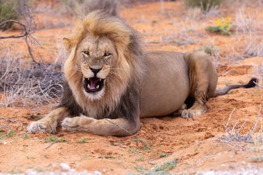 Kgalagadi Ulusal Parkı 'nda Aslan