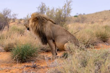 Kgalagadi Ulusal Parkı 'nda Aslan