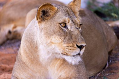 Kgalagadi Ulusal Parkı 'nda dişi aslan.