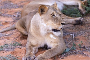 Kgalagadi Ulusal Parkı 'nda dişi aslan.