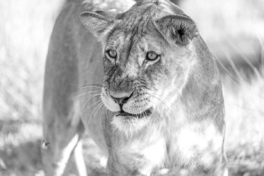 Kgalagadi Ulusal Parkı 'nda dişi aslan.