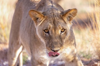 Kgalagadi Ulusal Parkı 'nda dişi aslan.