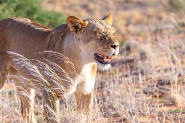 Kgalagadi Ulusal Parkı 'nda dişi aslan.
