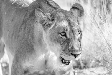 Kgalagadi Ulusal Parkı 'nda dişi aslan.