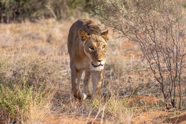 Kgalagadi Ulusal Parkı 'nda dişi aslan.