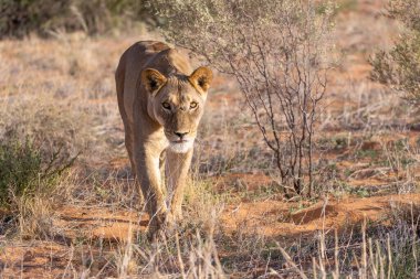 Kgalagadi Ulusal Parkı 'nda dişi aslan.