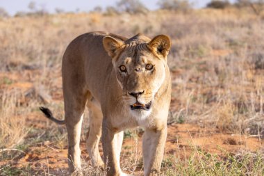 Kgalagadi Ulusal Parkı 'nda dişi aslan.