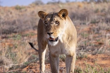 Kgalagadi Ulusal Parkı 'nda dişi aslan.