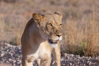 Kgalagadi Ulusal Parkı 'nda dişi aslan.