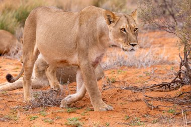Kgalagadi Ulusal Parkı 'nda dişi aslan.