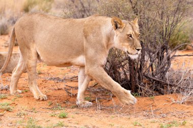 Kgalagadi Ulusal Parkı 'nda dişi aslan.